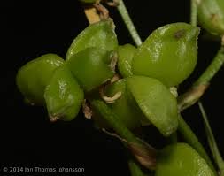 Attēlu rezultāti vaicājumam “Scheuchzeria palustris fruit”