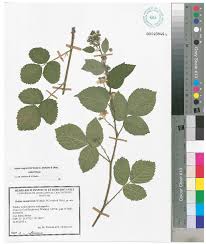 Attēlu rezultāti vaicājumam “Rubus plicatus leaf”