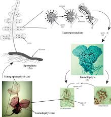 Attēlu rezultāti vaicājumam “Saelania glaucescens sporophyte”