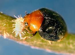 Image result for Cryptolaemus