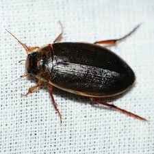 Attēlu rezultāti vaicājumam “Colymbetes striatus”