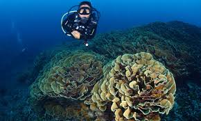 Image result for Divemaster Scuba