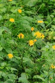 Attēlu rezultāti vaicājumam “Crepis paludosa flower”