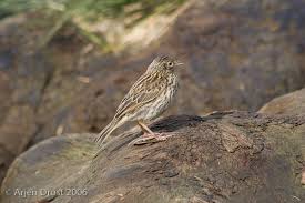 Attēlu rezultāti vaicājumam “Motacillidae”