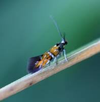 Attēlu rezultāti vaicājumam “Gelechia jakovlevi”