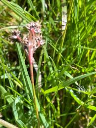 Attēlu rezultāti vaicājumam “Luzula campestris fruit”