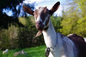 Attēlu rezultāti vaicājumam “Capra”