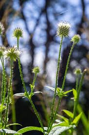 Image result for Dipsacus pilosus