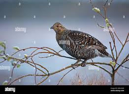 Image result for Tetrao tetrix