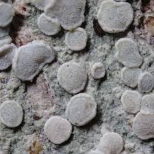 Attēlu rezultāti vaicājumam “Lecanora albella”