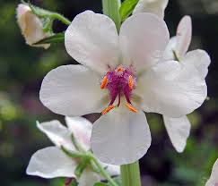 Attēlu rezultāti vaicājumam “Verbascum blattaria flower”