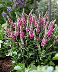 Attēlu rezultāti vaicājumam “Veronica spicata flower”