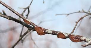 Attēlu rezultāti vaicājumam “Exidia repanda”