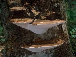 Attēlu rezultāti vaicājumam “Ganoderma applanatum”