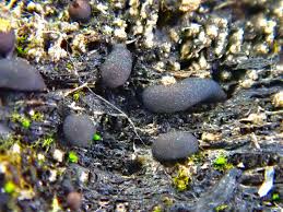 Attēlu rezultāti vaicājumam “Trichia contorta”