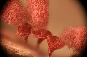 Attēlu rezultāti vaicājumam “Arcyria affinis capillitium”