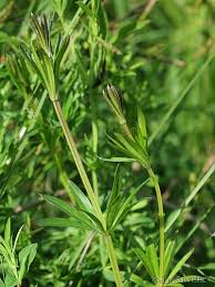 Attēlu rezultāti vaicājumam “Galium rivale”