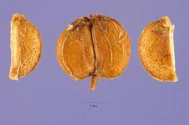 Attēlu rezultāti vaicājumam “Hydrocotyle vulgaris fruit”