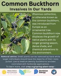 Attēlu rezultāti vaicājumam “Rhamnus cathartica”