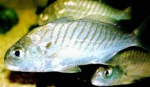 Image result for Leiostomus xanthurus