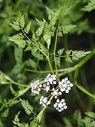 Attēlu rezultāti vaicājumam “Oenanthe aquatica”