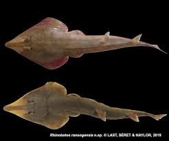 Image result for Rhinobatos rhinobatos