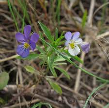 Attēlu rezultāti vaicājumam “Viola tricolor subsp. curtisii”