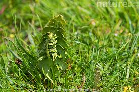 Attēlu rezultāti vaicājumam “Botrychium lunaria”