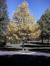 Attēlu rezultāti vaicājumam “Liriodendron tulipifera”