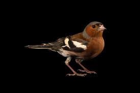 Attēlu rezultāti vaicājumam “Fringilla coelebs”