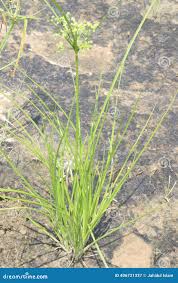 Attēlu rezultāti vaicājumam “Briza media fruit”