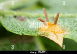 Attēlu rezultāti vaicājumam “Gymnosporangium cornutum”