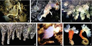 Attēlu rezultāti vaicājumam “Serpoleskea subtilis”