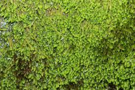 Attēlu rezultāti vaicājumam “Nardia geoscyphus”