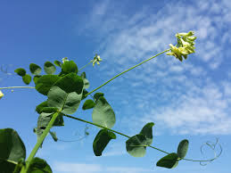 Attēlu rezultāti vaicājumam “Vicia pisiformis”