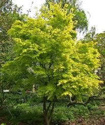 Image result for Acer palmatum `Orange Dream`