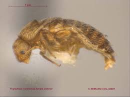 Attēlu rezultāti vaicājumam “Hylecoetus dermestoides female”