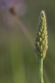 Attēlu rezultāti vaicājumam “Gymnadenia conopsea bud”