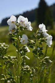 Image result for Polemonium coeruleum