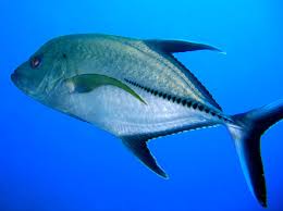 Image result for Caranx lugubris