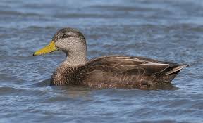 Image result for Anas rubripes