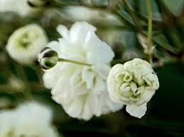 Attēlu rezultāti vaicājumam “Gypsophila paniculata”