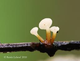 Attēlu rezultāti vaicājumam “Cudoniella clavus”