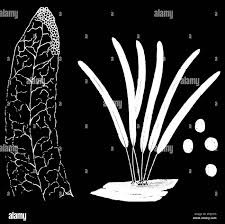 Attēlu rezultāti vaicājumam “Stemonitis fusca spores”