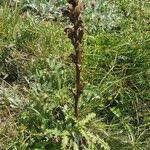 Attēlu rezultāti vaicājumam “Orobanche reticulata”