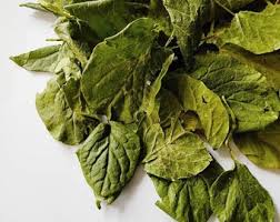 Attēlu rezultāti vaicājumam “Pyrola rotundifolia leaf”