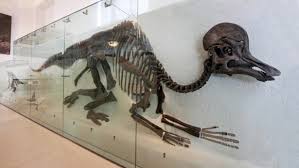 Bildergebnis für corythosaurus