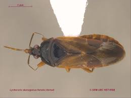 Attēlu rezultāti vaicājumam “Heteroptera”