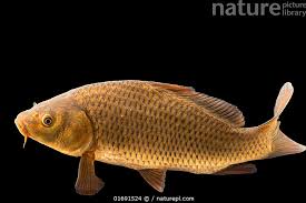 Image result for Cyprinus carpio