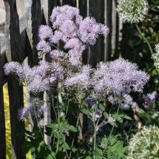 Attēlu rezultāti vaicājumam “Thalictrum aquilegifolium flower”